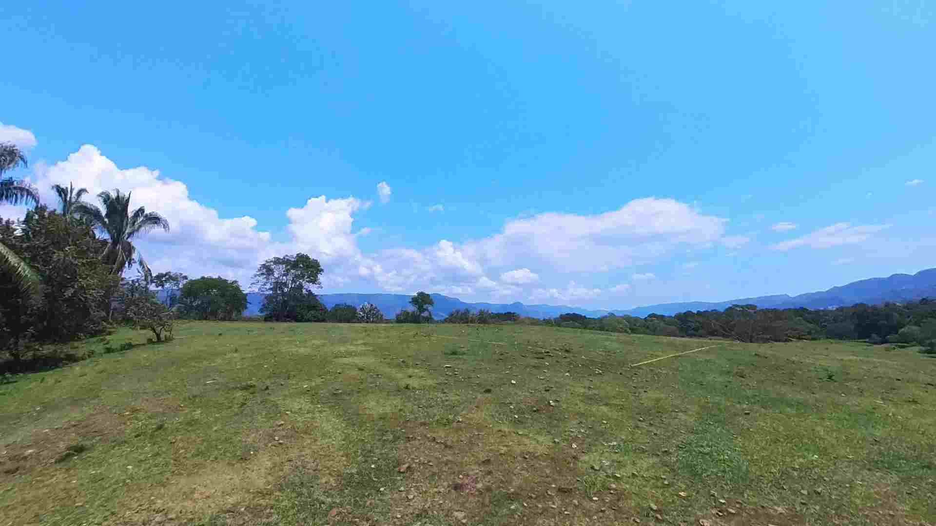CARDÓN CAMPESTRE
